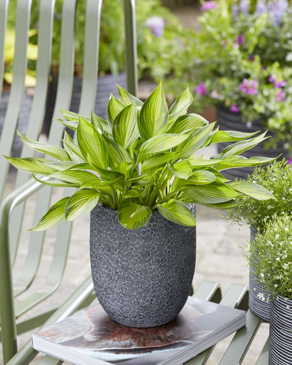 Hosta 'Ayesha'
